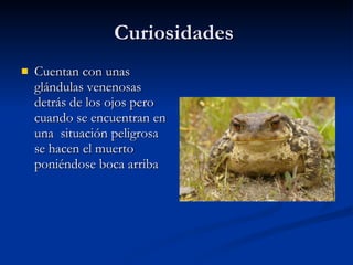 Curiosidades Cuentan con unas glándulas venenosas detrás de los ojos pero cuando se encuentran en una situación peligrosa se hacen el muerto poniéndose boca arriba