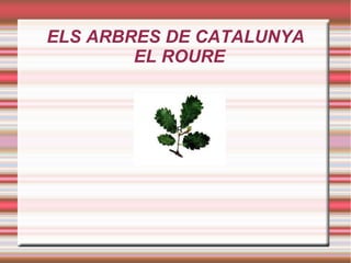 ELS ARBRES DE CATALUNYA
EL ROURE
ROURE
R
 
