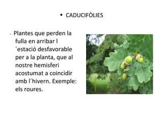- Plantes que perden la
fulla en arribar l
´estació desfavorable
per a la planta, que al
nostre hemisferi
acostumat a coincidir
amb l´hivern. Exemple:
els roures.
• CADUCIFÒLIES
 
