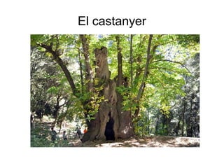 El castanyer
 