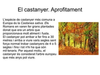 El castanyer. Aprofitament
L'espècie de castanyer més comuna a
Europa és la Castanea sativa. Els
Romans en varen fer grans plantades
donat que era un arbre que
proporcionava molt aliment i fusta.
El castanyer pot arribar a fer fins a 30
metres i arriba a viure varis segles sent
força normal trobar castanyers de 4 o 5
segles i fins i tot n'hi ha que són
mil·lenaris. Per aquest motiu, el
castanyer és considerat l'arbre europeu
que més anys pot viure.
 