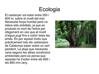 Ecologia
El castanyer sol estar entre 200 i
600 m. sobre el nivell del mar.
Necessita força humitat però no
tolera sòls entollats, ja que es
produeix la mort de l'arbre per
ofegament en cas que el nivell
d’aigua pugi fins a cobrir totes les
arrels. És per aquest motiu que
pràcticament tots els castanyers
de Catalunya estan sobre un cert
pendent. La pluja que necessita
varia segons les altres condicions
ambientals però es pensa que
aquesta ha d‘estar entre els 600 i
els 800 mm./any.
 