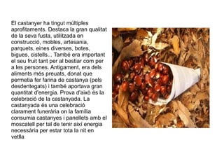 El castanyer ha tingut múltiples
aprofitaments. Destaca la gran qualitat
de la seva fusta, utilitzada en
construcció, mobles, artesania,
parquets, eines diverses, botes,
bigues, cistells... També era important
el seu fruit tant per al bestiar com per
a les persones. Antigament, era dels
aliments més preuats, donat que
permetia fer farina de castanya (pels
desdentegats) i també aportava gran
quantitat d'energia. Prova d'això és la
celebració de la castanyada. La
castanyada és una celebració
clarament funerària on la família
consumia castanyes i panellets amb el
moscatell per tal de tenir així energia
necessària per estar tota la nit en
vetlla
 
