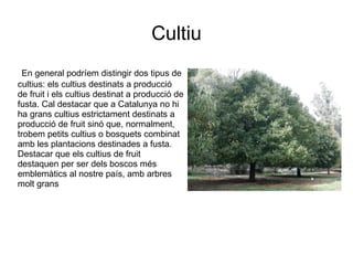 Cultiu
En general podríem distingir dos tipus de
cultius: els cultius destinats a producció
de fruit i els cultius destinat a producció de
fusta. Cal destacar que a Catalunya no hi
ha grans cultius estrictament destinats a
producció de fruit sinó que, normalment,
trobem petits cultius o bosquets combinat
amb les plantacions destinades a fusta.
Destacar que els cultius de fruit
destaquen per ser dels boscos més
emblemàtics al nostre país, amb arbres
molt grans
 