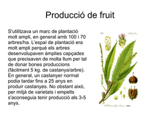 Producció de fruit
S'utilitzava un marc de plantació
molt ampli, en general amb 100 i 70
arbres/ha. L’espai de plantació era
molt ampli perquè els arbres
desenvolupaven àmplies capçades
que precisaven de molta llum per tal
de donar bones produccions
(fàcilment 5 kg. de castanya/arbre).
En general, un castanyer normal
podia tardar fins a 25 anys en
produir castanyes. No obstant això,
per mitjà de varietats i empelts
s'aconseguia tenir producció als 3-5
anys.
 