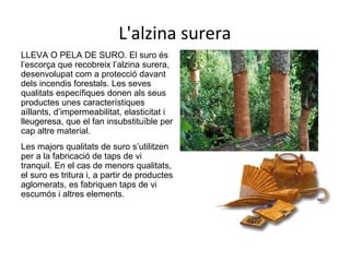LLEVA O PELA DE SURO. El suro és
l’escorça que recobreix l’alzina surera,
desenvolupat com a protecció davant
dels incendis forestals. Les seves
qualitats específiques donen als seus
productes unes característiques
aïllants, d’impermeabilitat, elasticitat i
lleugeresa, que el fan insubstituïble per
cap altre material.
Les majors qualitats de suro s’utilitzen
per a la fabricació de taps de vi
tranquil. En el cas de menors qualitats,
el suro es tritura i, a partir de productes
aglomerats, es fabriquen taps de vi
escumós i altres elements.
L'alzina surera
 