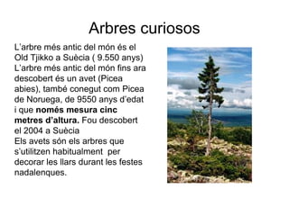 Arbres curiosos
L’arbre més antic del món és el
Old Tjikko a Suècia ( 9.550 anys)
L’arbre més antic del món fins ara
descobert és un avet (Picea
abies), també conegut com Picea
de Noruega, de 9550 anys d’edat
i que només mesura cinc
metres d’altura. Fou descobert
el 2004 a Suècia
Els avets són els arbres que
s’utilitzen habitualment per
decorar les llars durant les festes
nadalenques.
 