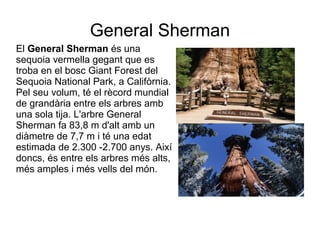 General Sherman
El General Sherman és una
sequoia vermella gegant que es
troba en el bosc Giant Forest del
Sequoia National Park, a Califòrnia.
Pel seu volum, té el rècord mundial
de grandària entre els arbres amb
una sola tija. L'arbre General
Sherman fa 83,8 m d'alt amb un
diàmetre de 7,7 m i té una edat
estimada de 2.300 -2.700 anys. Així
doncs, és entre els arbres més alts,
més amples i més vells del món.
 