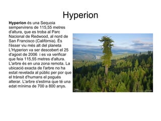 Hyperion
Hyperion és una Sequoia
sempervirens de 115,55 metres
d'altura, que es troba al Parc
Nacional de Redwood, al nord de
San Francisco (Califòrnia). És
l'ésser viu més alt del planeta
L'Hyperion va ser descobert el 25
d'agost de 2006 i es va verificar
que feia 115,55 metres d'altura.
L'arbre és en una zona remota. La
ubicació exacta de l'arbre no ha
estat revelada al públic per por que
el trànsit d'humans el pogués
alterar. L'arbre s'estima que té una
edat mínima de 700 a 800 anys.
 