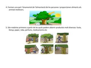 4. Formen una part fonamental de l'alimentació de les persones i proporcionen aliments als
animals herbívors.
5. Són matèries primeres a partir de les quals podem obtenir productes molt diversos: fusta,
llenya, paper, roba, perfums, medicaments etc
 