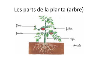 Les parts de la planta (arbre)
 