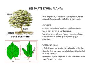 LES PARTS D´UNA PLANTA
Totes les plantes, i els arbres com a plantes, tenen
tres parts fonamentals: les fulles, la tija i l´arrel.
LES FULLES
Les fulles tenen dues funcions molt importants.
•Són la part per on la planta respira.
•Transformen en aliment l`aigua i els minerals que
l'arrel absorbeix, per tal que la planta pugui
sobreviure.
PARTS DE LA FULLA
La fulla té dues parts principals: el pecíol i el limbe.
•El pecíol és la part que uneix la fulla amb la tija. Sol
ser estret i allargat.
•El limbe és la part ampla de la fulla. Consta de dues
cares; l’anvers i el revers
 