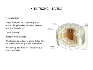 El tronc o tija;
La tija és la part de la planta que és
prima i llarga i creix cap amunt perquè
busca la llum del sol.
Té tres funcions:
•Sostenir dreta la planta.
•Unir la resta de parts de la planta (fulles, flors
etc.)i afavorir que estiguin ben il·luminades.
•Conduir cap a les fulles les substàncies que
l'arrel ha absorbit.
• EL TRONC - LA TIJA
 