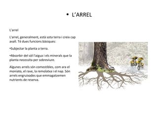 L'arrel
L'arrel, generalment, està sota terra i creix cap
avall. Té dues funcions bàsiques:
•Subjectar la planta a terra.
•Absorbir del sòl l'aigua i els minerals que la
planta necessita per sobreviure.
Algunes arrels són comestibles, com ara el
moniato, el rave, la remolatxa i el nap. Són
arrels engruixades que emmagatzemen
nutrients de reserva.
• L’ARREL
 