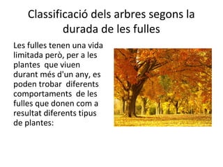 Classificació dels arbres segons la
durada de les fulles
Les fulles tenen una vida
limitada però, per a les
plantes que viuen
durant més d'un any, es
poden trobar diferents
comportaments de les
fulles que donen com a
resultat diferents tipus
de plantes:
 