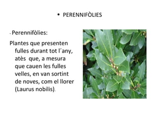 - Perennifòlies:
Plantes que presenten
fulles durant tot l´any,
atès que, a mesura
que cauen les fulles
velles, en van sortint
de noves, com el llorer
(Laurus nobilis).
• PERENNIFÒLIES
 