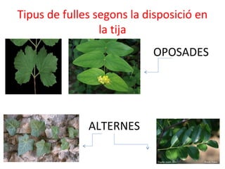 Tipus de fulles segons la disposició en
la tija
OPOSADES
ALTERNES
 