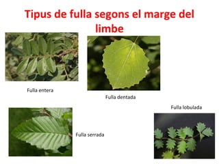 Tipus de fulla segons el marge del
limbe
Fulla entera
Fulla serrada
Fulla dentada
Fulla lobulada
 