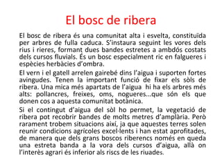 El bosc de ribera
El bosc de ribera és una comunitat alta i esvelta, constituïda
per arbres de fulla caduca. S’instaura seguint les vores dels
rius i rieres, formant dues bandes estretes a ambdós costats
dels cursos fluvials. És un bosc especialment ric en falgueres i
espècies herbàcies d’ombra.
El vern i el gatell arrelen gairebé dins l’aigua i suporten fortes
avingudes. Tenen la important funció de fixar els sòls de
ribera. Una mica més apartats de l’aigua hi ha els arbres més
alts: pollancres, freixes, oms, nogueres...que són els que
donen cos a aquesta comunitat botànica.
Si el contingut d’aigua del sòl ho permet, la vegetació de
ribera pot recobrir bandes de molts metres d’amplària. Però
rarament trobem situacions així, ja que aquestes terres solen
reunir condicions agrícoles excel·lents i han estat aprofitades,
de manera que dels grans boscos riberencs només en queda
una estreta banda a la vora dels cursos d’aigua, allà on
l’interès agrari és inferior als riscs de les riuades.
 