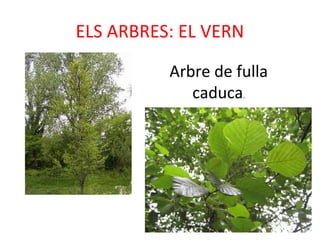 ELS ARBRES: EL VERN
Arbre de fulla
caduca.
 