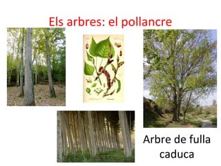 Els arbres: el pollancre
Arbre de fulla
caduca
 
