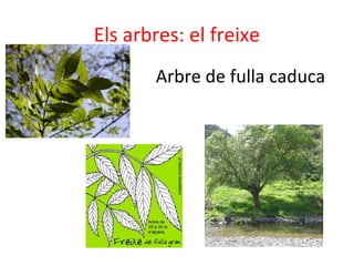 Els arbres: el freixe
Arbre de fulla caduca
 
