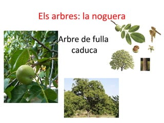 Els arbres: la noguera
Arbre de fulla
caduca
 