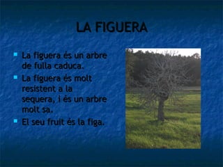 LA FIGUERA
   La figuera és un arbre
    de fulla caduca.
   La figuera és molt
    resistent a la
    sequera, i és un arbre
    molt sa.
   El seu fruit és la figa.
 