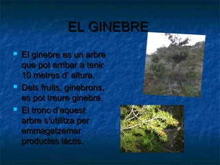 EL GINEBRE
   El ginebre es un arbre
    que pot arribar a tenir
    10 metres d’ altura.
   Dels fruits, ginebrons,
    es pot treure ginebra.
   El tronc d’aquest
    arbre s’utilitza per
    emmagatzemar
    productes làctis.
 