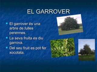 EL GARROVER
   El garrover és una
    arbre de fulles
    perennes.
   La seva fruita es diu
    garrova.
   Del seu fruit es pot fer
    xocolata.
 