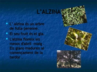 L’ALZINA
   L’ alzina és un arbre
    de fulla perenne.
   El seu fruit és el gla.
   L'alzina floreix als
    mesos d'abril -maig .
    Els glans maduren al
    començament de la
    tardor .
 