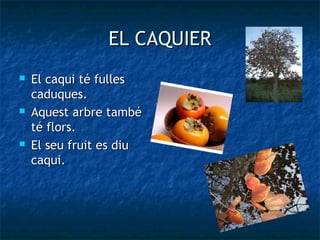 EL CAQUIER
   El caqui té fulles
    caduques.
   Aquest arbre també
    té flors.
   El seu fruit es diu
    caqui.
 