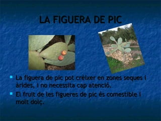 LA FIGUERA DE PIC




   La figuera de pic pot crèixer en zones seques i
    àrides, i no necessita cap atenció.
   El fruit de les figueres de pic és comestible i
    molt dolç.
 