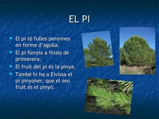 EL PI
   El pi té fulles perennes
    en forma d’agulla.
   El pi floreix a finals de
    primavera.
   El fruit del pi és la pinya.
   També hi ha a Eivissa el
    pi pinyoner, que el seu
    fruit és el pinyó.
 
