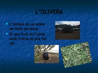 L’OLIVERA
   L’olivera és un arbre
    de fulla perenne.
   El seu fruit és l’oliva.
    Amb l’oliva es pot fer
    oli.
 