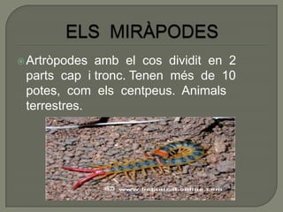  Artròpodes amb el cos dividit en 2
 parts cap i tronc. Tenen més de 10
 potes, com els centpeus. Animals
 terrestres.
 