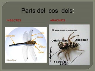 INSECTES   ARÀCNIDS
 
