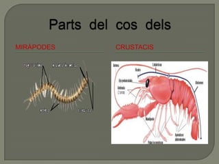 MIRÀPODES   CRUSTACIS
 