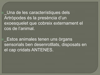  _Una de les característiques dels
 Artròpodes és la presència d’un
 exoesquelet que cobreix externament el
 cos de l’animal.

 _Estos animales tenen uns òrgans
 sensorials ben desenrotllats, disposats en
 el cap cridats ANTENES.
 