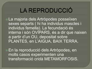  La majoria dels Artròpodes posseïxen
 sexes separts ( hi ha individus mascles i
 individus femella). La fecundació és
 interna i són OVÍPARS, és a dir que naixen
 a partir d’un OU, depositat sobre
 PLANTES, en L’AIGUA, BAIX TERRA.

 En la reproducció dels Artròpodes, en
 molts casos experimenten una
 transformació cridà METAMORFOSIS.
 