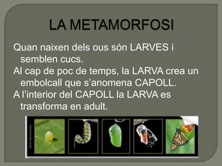 Quan naixen dels ous són LARVES i
 semblen cucs.
Al cap de poc de temps, la LARVA crea un
 embolcall que s’anomena CAPOLL.
A l’interior del CAPOLL la LARVA es
 transforma en adult.
 