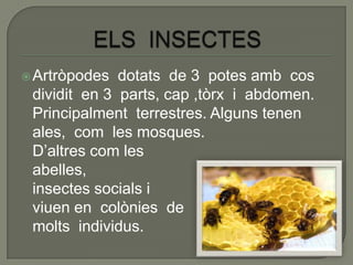  Artròpodes  dotats de 3 potes amb cos
 dividit en 3 parts, cap ,tòrx i abdomen.
 Principalment terrestres. Alguns tenen
 ales, com les mosques.
 D’altres com les
 abelles,                          sòn
 insectes socials i
 viuen en colònies de
 molts individus.
 