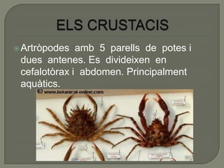  Artròpodes  amb 5 parells de potes i
 dues antenes. Es divideixen en
 cefalotòrax i abdomen. Principalment
 aquàtics.
 