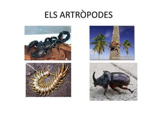 ELS ARTRÒPODES
 