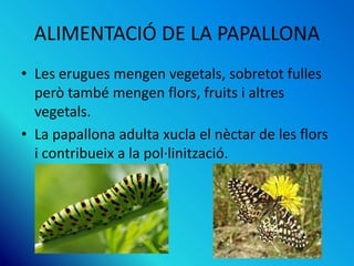 ALIMENTACIÓ DE LA PAPALLONA
• Les erugues mengen vegetals, sobretot fulles
però també mengen flors, fruits i altres
vegetals.
• La papallona adulta xucla el nèctar de les flors
i contribueix a la pol·linització.
 
