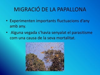 MIGRACIÓ DE LA PAPALLONA
• Experimenten importants fluctuacions d’any
amb any.
• Alguna vegada s’havia senyalat el parasitisme
com una causa de la seva mortalitat.
 