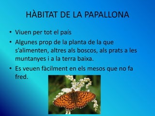 HÀBITAT DE LA PAPALLONA
• Viuen per tot el país
• Algunes prop de la planta de la que
s’alimenten, altres als boscos, als prats a les
muntanyes i a la terra baixa.
• Es veuen fàcilment en els mesos que no fa
fred.
 