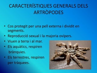 CARACTERÍSTIQUES GENERALS DELS
ARTRÒPODES
• Cos protegit per una pell externa i dividit en
segments.
• Reproducció sexual i la majoria ovípers.
• Viuen a terra i al mar.
• Els aquàtics, respiren
brànquies.
• Els terrestres, respiren
per tràquees.
 
