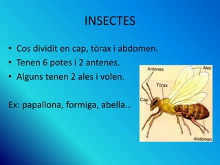 INSECTES
• Cos dividit en cap, tòrax i abdomen.
• Tenen 6 potes i 2 antenes.
• Alguns tenen 2 ales i volen.
Ex: papallona, formiga, abella…
 