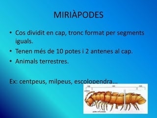 MIRIÀPODES
• Cos dividit en cap, tronc format per segments
iguals.
• Tenen més de 10 potes i 2 antenes al cap.
• Animals terrestres.
Ex: centpeus, milpeus, escolopendra...
 
